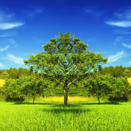 Refrigerantes naturales